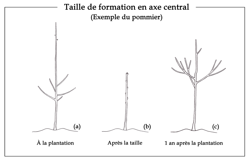 Taille de formation en axe central - Exemple du pommier