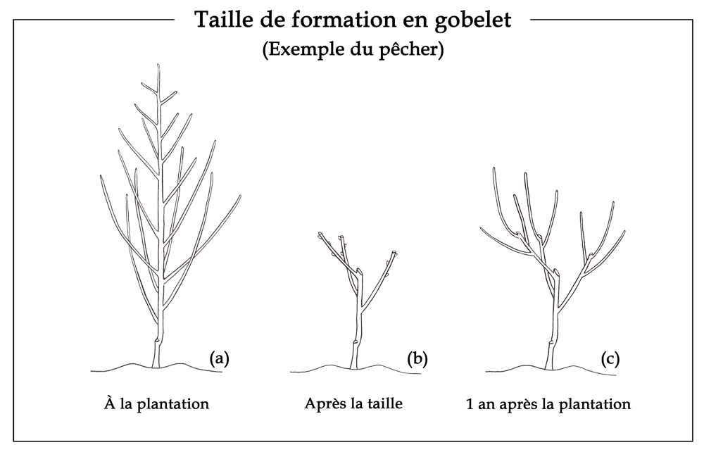 Taille de formation en gobelet - exemple du pêcher