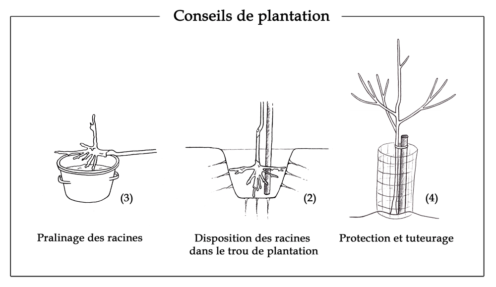 Conseils de plantation