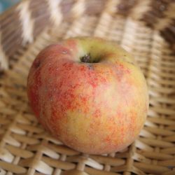 Variété ancienne de pommier - Pomme d'automne et d'hiver - Belle de Boskoop