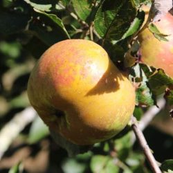 Variété ancienne de pommier - Pomme d'automne et d'hiver - Canada Blanche