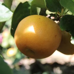 Variété de Nashi (poire asiatique) -Chojuro