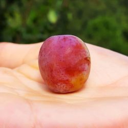 Damassine - Variété ancienne de prune