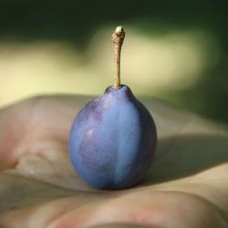 Variété ancienne de prunier - Datil
