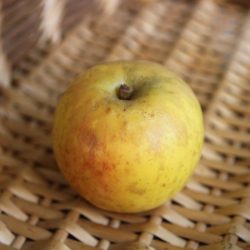 Variété ancienne de pommier - Pomme de garde - Feuilloux