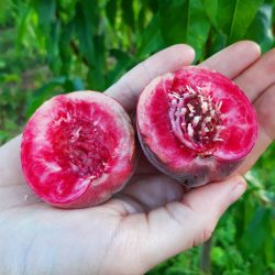 Variété ancienne de pêcher - Résistant à la cloque - Gaillard N°22