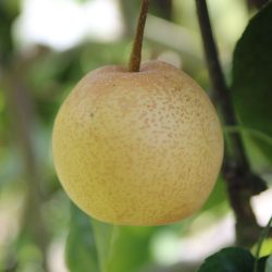 Variété de Nashi (poire asiatique) - Hosui