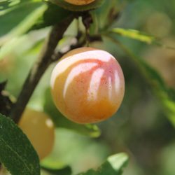 Variété ancienne de prunier - Mirabelle de Nancy