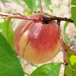 Variété ancienne de pêcher - Résistant à la cloque - Mme Guilloux