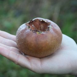 Variété de néflier à très gros fruit - Monstrueuse