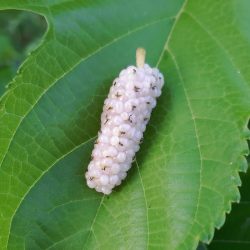 Mûrier Blanc Emmanuelle