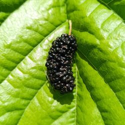 Murier Blanc à fruit noir -Variété Noir PACA