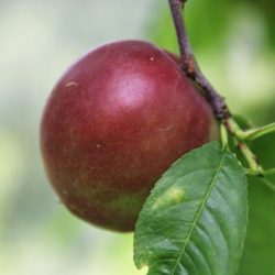 Variété ancienne de nectarinier - Résistant à la cloque - Nectarine Felligni