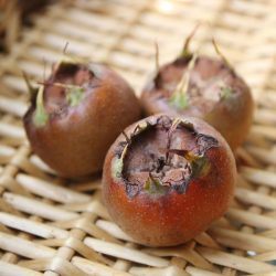 Variété de néflier - Néflier à gros fruits