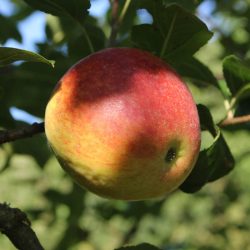 Variété ancienne de pommier - Pomme d'automne et d'hiver - Pomme Banane ou Pomme Orange