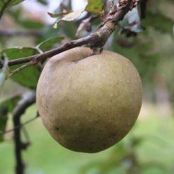 Variété ancienne de pommier du Limousin - Pomme de garde - Court Pendu Gris du Limousin