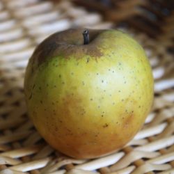 Variété ancienne de pommier de Corrèze - Pomme de garde - De l'Estre (Sainte Germaine)