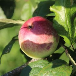 Variété ancienne de pommier - Pomme de garde - Pomme d'Ile