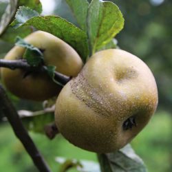 Variété ancienne de pommier - Pomme de garde - Patte de Loup
