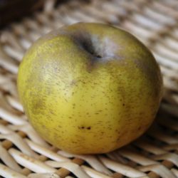 Variété ancienne de pommier - Pomme de garde - Reinette Clochard