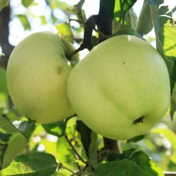 Variété ancienne de pommier - Pomme précoce - Transparente Blanche