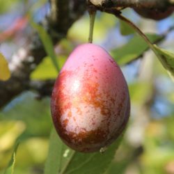 Prune d'Ente - Variété ancienne de prune