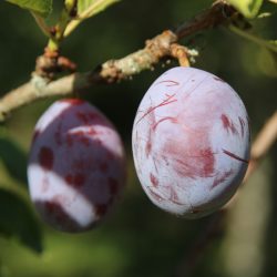Variété ancienne de prunier - Quetsche d'Alsace