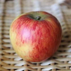 Variété ancienne de pommier - Pomme précoce - Reine des Reinettes