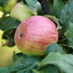 Variété ancienne de pommier de Corrèze - Pomme d'automne et d'hiver - Rochetaude