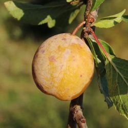Variété ancienne de prunier - Sainte Catherine