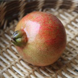 Variété de grenade rustique - Salavatski