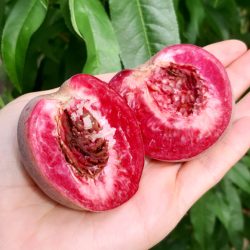 Variété ancienne de pêcher - Résistant à la cloque - Sanguine Tardive