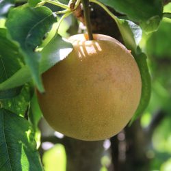 Variété de Nashi (poire asiatique) - Shinko