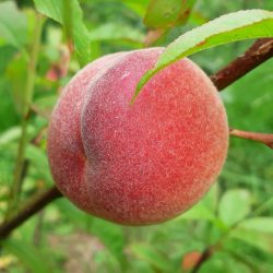 Variété ancienne de pêcher - Résistant à la cloque - Surpasse Amsden