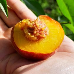 Variété ancienne de pêcher - Résistant à la cloque - Velvet