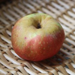 Variété ancienne de pommier de Corrèze - Pomme de garde - Vernajoux