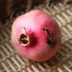 Variété de grenade précoce - Fleshman