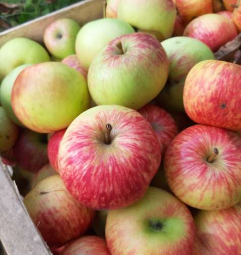Récolte des pommes - variétés anciennes